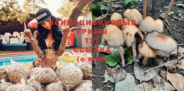 прущие грибы Алексин